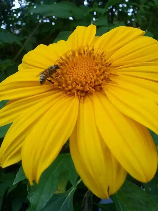 Mexican Sunflower Seeds - Yellow - Caribbean garden seed