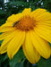Mexican Sunflower Seeds - Yellow - Caribbean garden seed