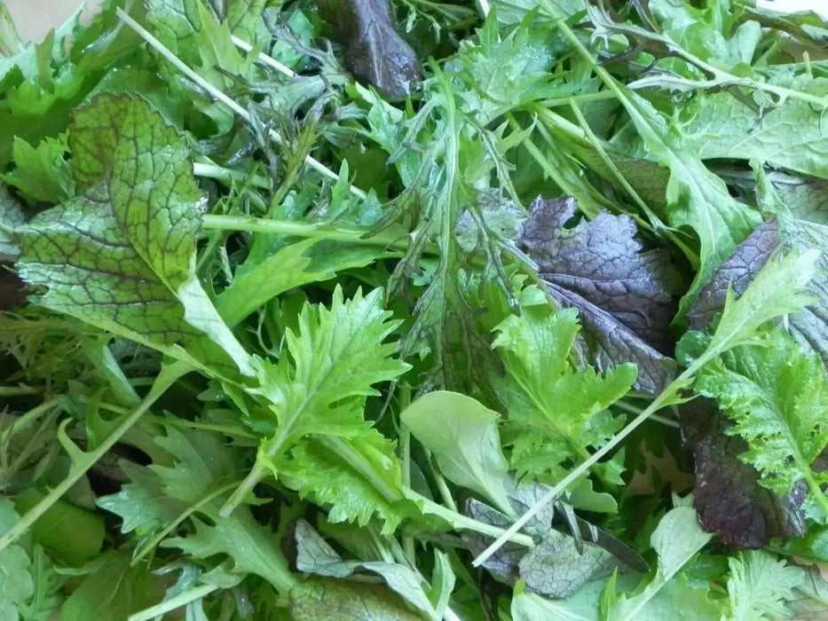 Mild and Wild Brassica Mix, Organic Salad Vegetable Seeds ! A good mix for the spring. - Caribbean garden seed