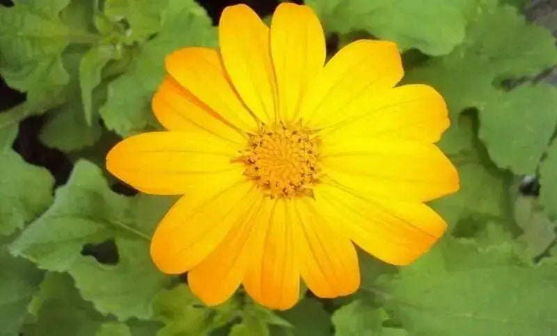 Mexican Sunflower Seeds - Yellow - Caribbean garden seed