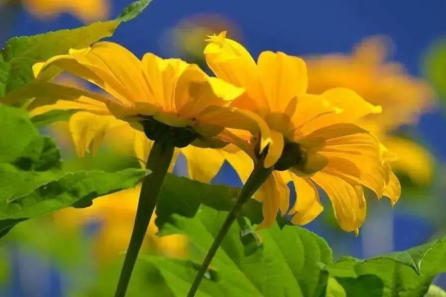 Mexican Sunflower Seeds - Yellow - Caribbean garden seed