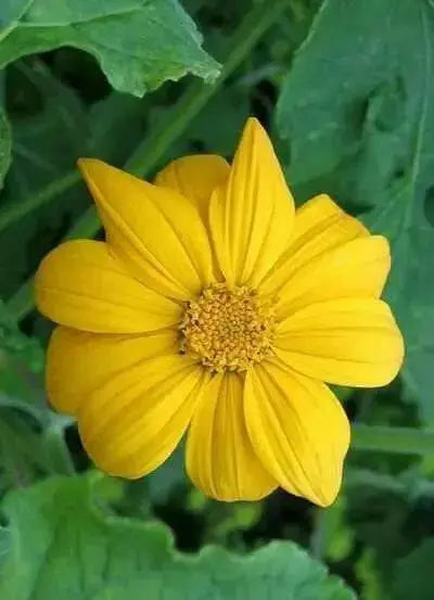 Mexican Sunflower Seeds - Yellow - Caribbean garden seed