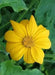 Mexican Sunflower Seeds - Yellow - Caribbean garden seed