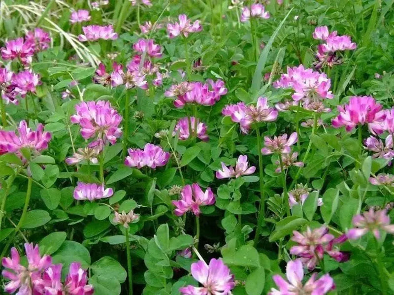 Milk Vetch, FLOWERS SEED - Caribbean garden seed