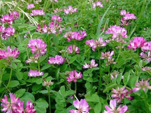 Milk Vetch, FLOWERS SEED - Caribbean garden seed