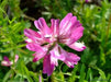 Milk Vetch, FLOWERS SEED - Caribbean garden seed