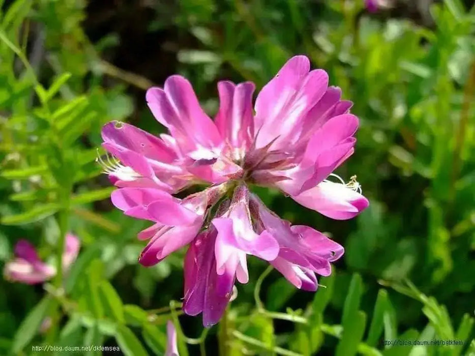 Milk Vetch, FLOWERS SEED - Caribbean garden seed
