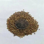 Milk Vetch, FLOWERS SEED - Caribbean garden seed