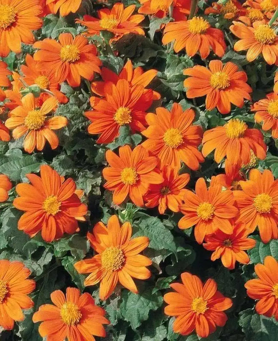 Mexican Sunflower SEEDS( orange) annual flowers - Caribbean garden seed
