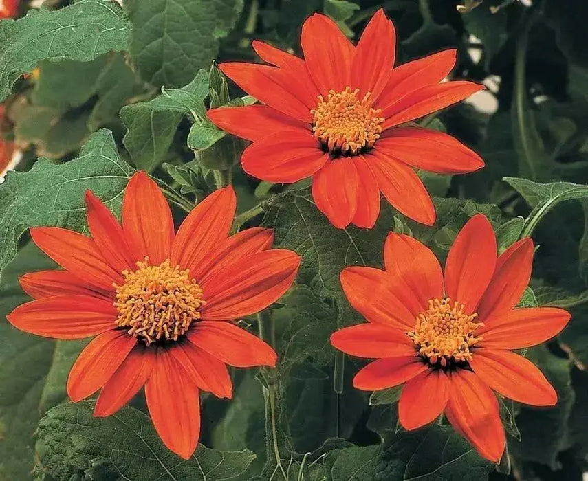 Mexican Sunflower SEEDS( orange) annual flowers - Caribbean garden seed