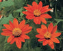 Mexican Sunflower SEEDS( orange) annual flowers - Caribbean garden seed