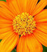 Mexican Sunflower SEEDS( orange) annual flowers - Caribbean garden seed
