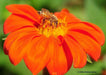 Mexican Sunflower SEEDS( orange) annual flowers - Caribbean garden seed