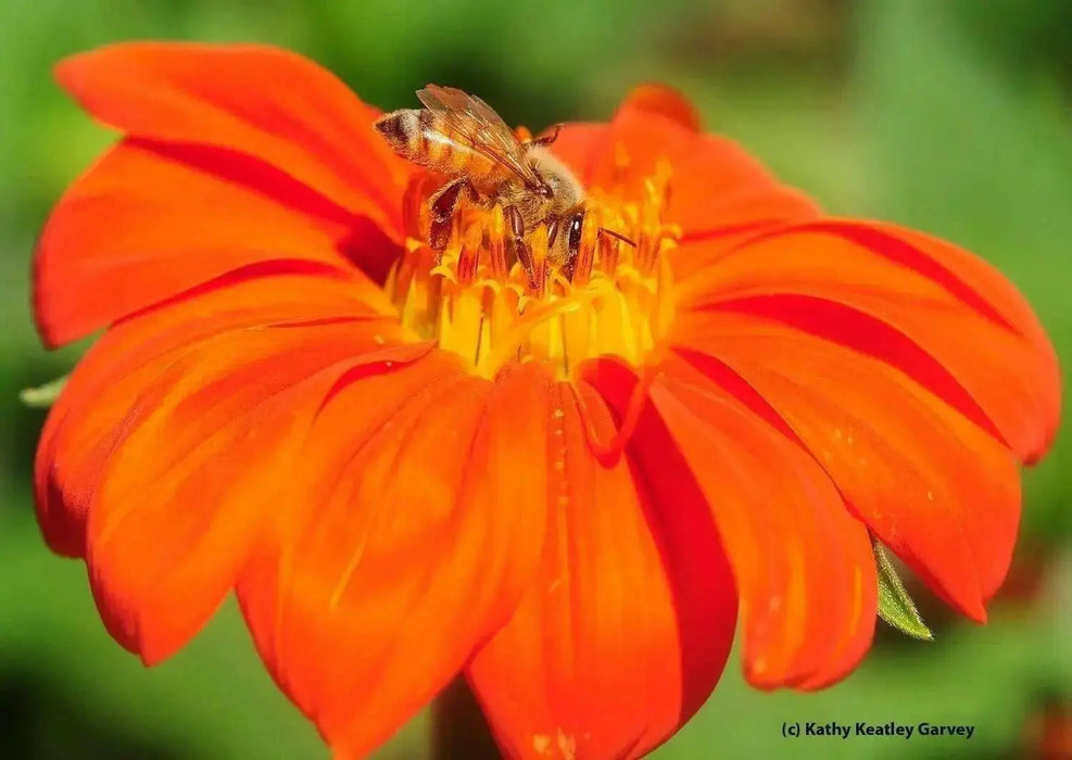 Mexican Sunflower SEEDS( orange) annual flowers - Caribbean garden seed