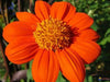 Mexican Sunflower SEEDS( orange) annual flowers - Caribbean garden seed