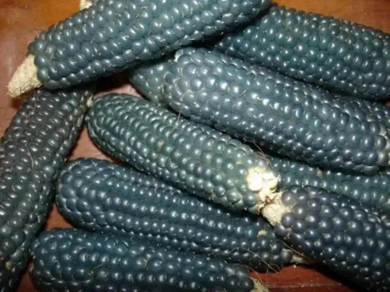 Corn Seeds - Popcorn - Miniature Blue, Untreated — Caribbean garden seed