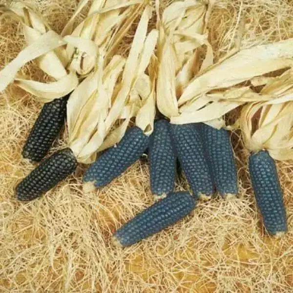 MINIATURE BLUE POPCORN, Heirloom- Untreated - Caribbean garden seed