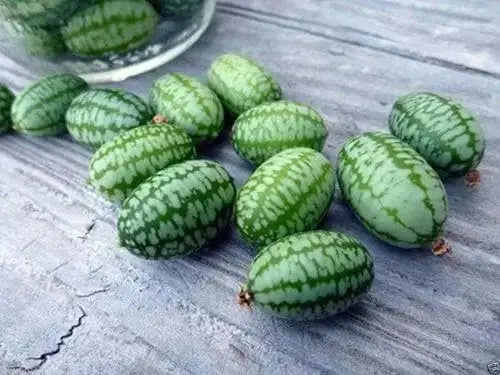 Mexican Cucumber SEEDS, ANNUAL VEGETABLE - Caribbean garden seed