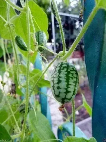Mexican Cucumber SEEDS, ANNUAL VEGETABLE - Caribbean garden seed