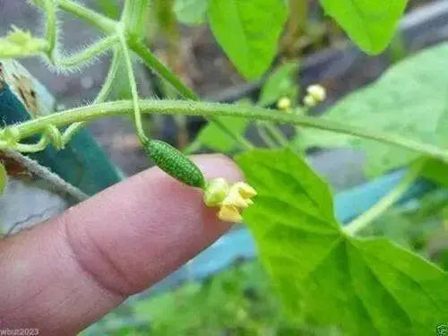 Mexican Cucumber SEEDS, ANNUAL VEGETABLE - Caribbean garden seed