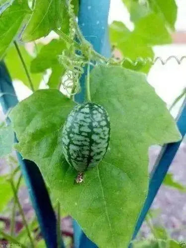 Mexican Cucumber SEEDS, ANNUAL VEGETABLE - Caribbean garden seed