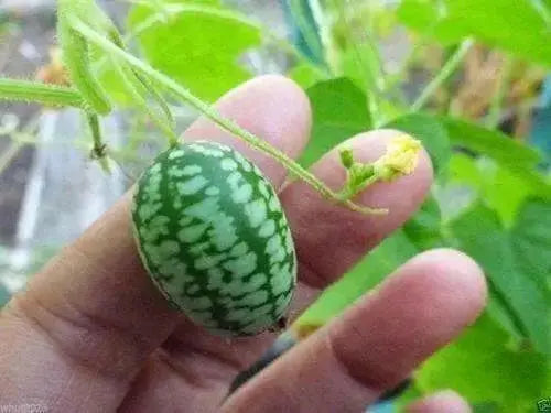Mexican Cucumber SEEDS, ANNUAL VEGETABLE - Caribbean garden seed