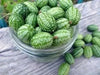 Mexican Cucumber SEEDS, ANNUAL VEGETABLE - Caribbean garden seed