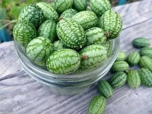 Mexican Cucumber SEEDS, ANNUAL VEGETABLE - Caribbean garden seed