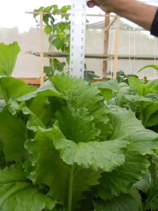 MiiKE GREEN GIANT Mustard Seeds '' Cabbage Leaf Mustard - Caribbean garden seed