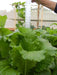 MiiKE GREEN GIANT Mustard Seeds '' Cabbage Leaf Mustard - Caribbean garden seed