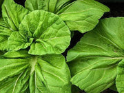 MiiKE GREEN GIANT Mustard Seeds '' Cabbage Leaf Mustard - Caribbean garden seed