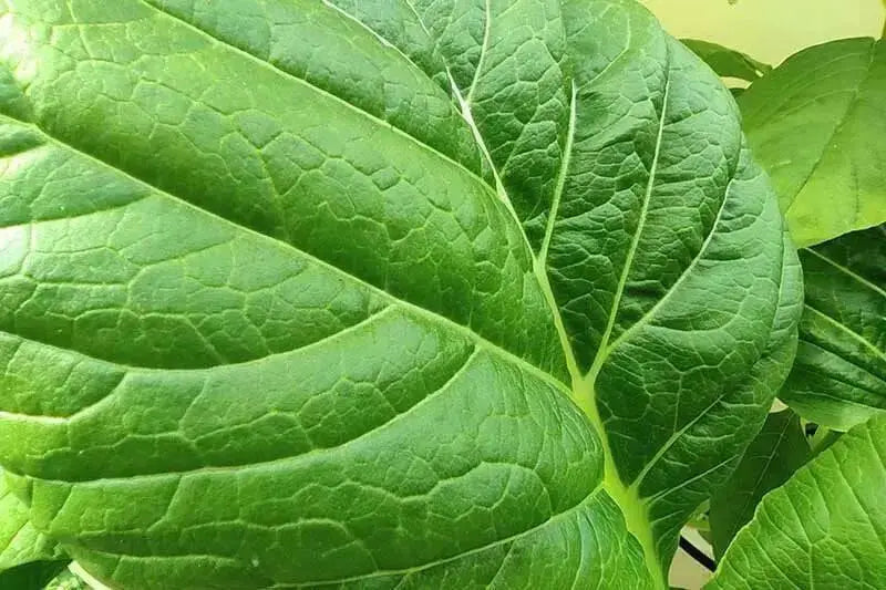 MiiKE GREEN GIANT Mustard Seeds '' Cabbage Leaf Mustard - Caribbean garden seed