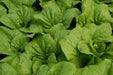 MiiKE GREEN GIANT Mustard Seeds '' Cabbage Leaf Mustard - Caribbean garden seed