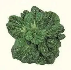 MiiKE GREEN GIANT Mustard Seeds '' Cabbage Leaf Mustard - Caribbean garden seed