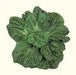 MiiKE GREEN GIANT Mustard Seeds '' Cabbage Leaf Mustard - Caribbean garden seed