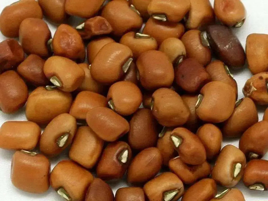 Mississippi Silver Cowpea - Caribbean garden seed