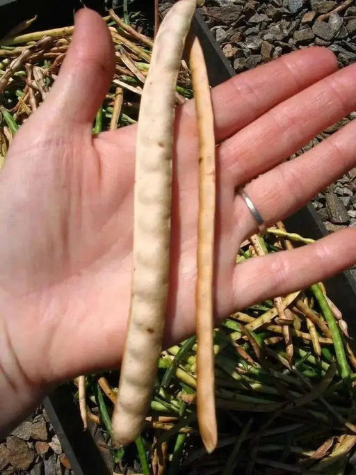 Mississippi Silver Cowpea - Caribbean garden seed