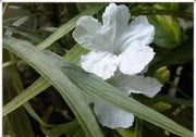 Mexican petunia seeds, perennial FLOWERS - Caribbean garden seed