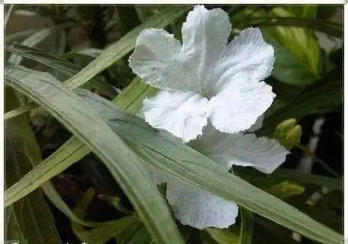 Mexican petunia seeds, perennial FLOWERS - Caribbean garden seed