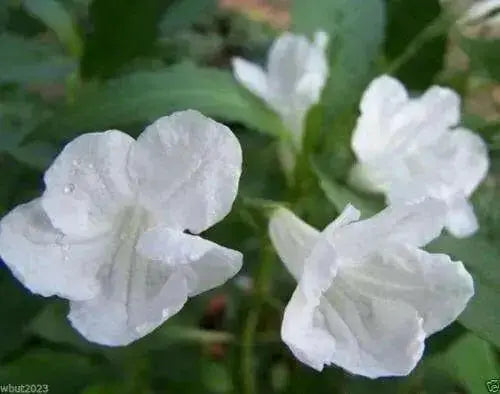 Mexican petunia seeds, perennial FLOWERS - Caribbean garden seed