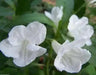 Mexican petunia seeds, perennial FLOWERS - Caribbean garden seed
