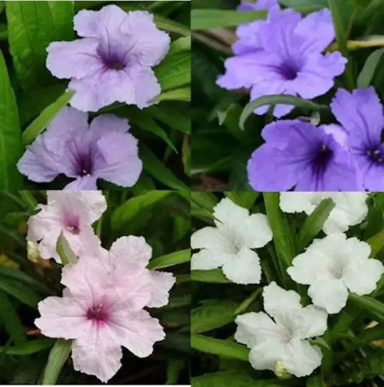 Mexican petunia seeds, perennial FLOWERS - Caribbean garden seed
