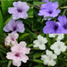 Mexican petunia seeds, perennial FLOWERS - Caribbean garden seed