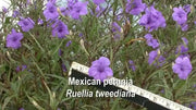 Mexican petunia seeds, perennial FLOWERS - Caribbean garden seed