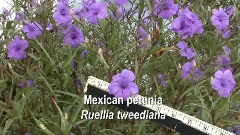 Mexican petunia seeds, perennial FLOWERS - Caribbean garden seed