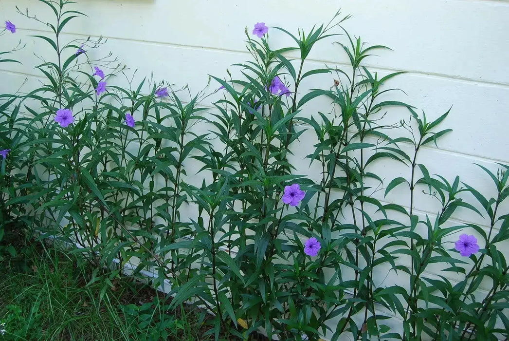 Mexican petunia seeds, perennial FLOWERS - Caribbean garden seed