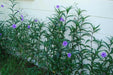 Mexican petunia seeds, perennial FLOWERS - Caribbean garden seed