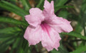 Mexican petunia seeds, perennial FLOWERS - Caribbean garden seed