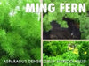 Ming Fern Seeds - - Caribbean garden seed