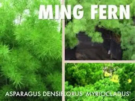 Ming Fern Seeds - - Caribbean garden seed